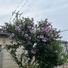 ムクゲの花