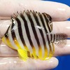 【現物11】シマヤッコ 6.2cm±! 海水魚 生体 15時までのご注文で当日発送【ヤッコ】