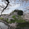 🌸日本武道館～千鳥ヶ淵にて桜撮影しました😊