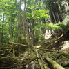 登山で会いたくない虫たち