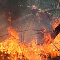 Siberian wildfires now bigger than all other fires in world combined