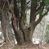 2017年4月5日(水)　京都北山・廃村八丁は残雪が多すぎ。峰床山に転戦するも俵坂峠まで！