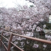 川辺の桜が咲いた