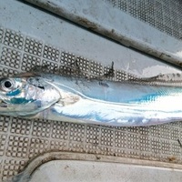 博多湾太刀魚ジギング【まるごとアウトドアに引っ越しました】