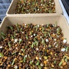 アガベ・オテロイ チタノタ300粒実生記録①(Agave Oteroi and Titanota seeding)