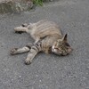 某所の猫１＆今日の独り言