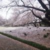 新宿御苑の桜