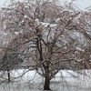 桜に雪