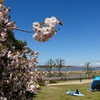 鳥屋野潟公園の桜   地蔵講