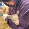 仔ヤギ三匹育て中