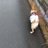 雨上がり散歩、だよ