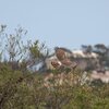 ハイイロチュウヒ(Northern Harrier)