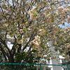 鬱金の桜が満開