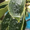 卯月の雨は悲しげなれど、祈りを誘い。