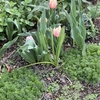 春の庭・４月
