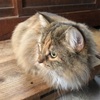 猫缶と人のツナ缶の違いって何なん？