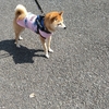 ４月です、だよ