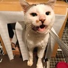 猫飼いさんは気をつけなはれやっ！