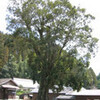 イチイガシのある神社