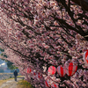 神奈川県南足柄市　　春木径・幸せ道　春めき桜 2014