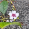 植物の写真