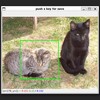 【opencv-python】【トリミング】画像を固定サイズの矩形で切り取るためのGUIを作りました