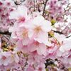 河津桜。自転車修理。