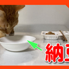 猫に納豆をあげてみました。納豆が好き？嫌い？猫によって様々でした。I gave natto to a cat.