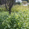 我が家の蕎麦畑もどき。