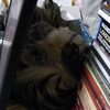 虎ではなく猫。