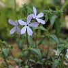 青い花。春のなごり