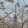 ～絶景かな～～！！『桜と東京スカイツリー』～