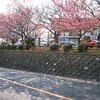 宇多野病院前の桜