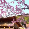 早くから楽しめる石山寺の桜
