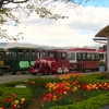 ひるがの高原・牧歌の里に咲いていた花たち ②（岐阜県郡上市）