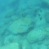 2021夏遠征④　ようやく１匹目、地味な嬉しい魚