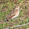 鳥撮日記　タヒバリ？それともヒバリ？？＠馬入ふれあい公園