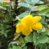 秋雨の中のムラサキシキブ．そして初めて見る金糸梅．おんめさま（大巧寺）の散策は気持ちを穏やかにさせます．/　「ウメ（梅）/ バイカ（梅花）」が名前に組み込まれた植物 Ⅱ