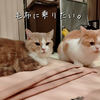 雨田甘夏、スピンです。【猫と印税と転売事情】