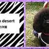 ｍｏｏｎ ｄｅｓｅｒｔ ハンドメイド 犬の洋服 委託販売 場所 ご紹介 です (^o^)