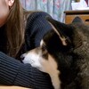 おれだって食べたい…🐺