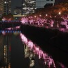 目黒川のイルミネーション「冬の桜」