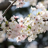 桜を逆光撮影