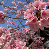 春と朝と花粉症