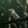 鳥撮り物語#85「それでもナンヨウショウビン」