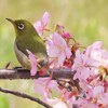 大阪府枚方市）穂谷川、山田池公園。メジロ（河津桜）、ジョウビタキ、モズ、シジュウカラ、アオジ、ウグイス、コゲラ、ツグミ、シロハラ、ケリ、マガモ、ハシビロガモ、カルガモ、バン、オオバン、ダイサギ、アオサギ、カイツブリ。ヌートリア。※