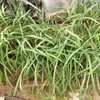 ニラの花蕾が伸びてきました