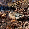 大塚池の野鳥（年末恒例）