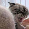 こんくらべに勝つ私ヾ(^^ )