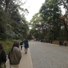 明治神宮 Meiji Jingu (December. 2019-No.30）